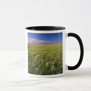 Mug Prairie à graminées courtes dans le nord-est él