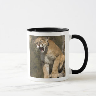 Mug Puma ou lion de montagne, puma concolor, En captiv