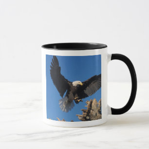 Mug pygargue à tête blanche, Haliaeetus leuccocephalus