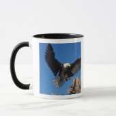 Mug pygargue à tête blanche, Haliaeetus leuccocephalus (Gauche)