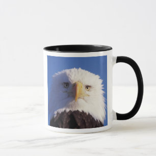 Mug pygargue à tête blanche, Haliaeetus leucocephalus,