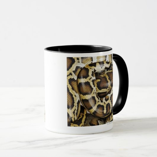 Mug Python birman (Devant droit)