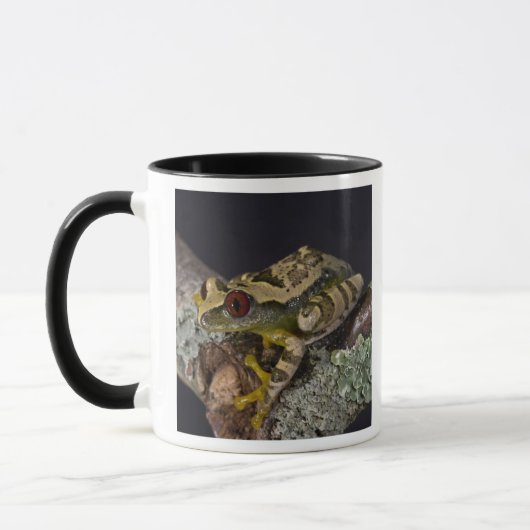 Mug Rainette à yeux rouges d'Afrique, Leptopelis (Gauche)