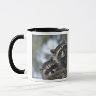 Mug Raton laveur Procyon Lotor) de Fish Lake, centre