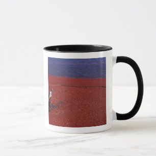 Mug Récolte de canneberges, Middleboro, MA, États-Unis
