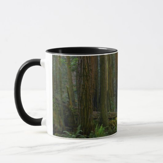 Mug Redwoods Dans Le Parc National De Muir Woods (Gauche)