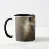 Mug Regard D'Innocence Siamese Kitten Portrait (Gauche)
