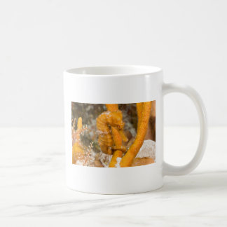 Mug Reidi de hippocampe - hippocampe de Longsnout
