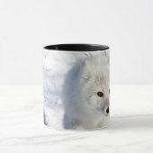 Mug Renard arctique, zone de gestion de la faune de Ch (Centre)