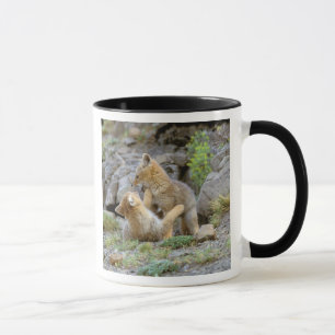 Mug Renard gris d'Amérique du Sud (Lycalopex griseus)