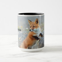 Renard rouge debout