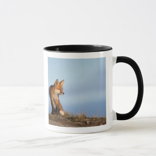 Mug renard roux, Vulpes vulpes (Droite)