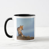 Mug renard roux, Vulpes vulpes (Gauche)