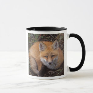 Mug renard roux, Vulpes vulpes, en couleurs d'automne