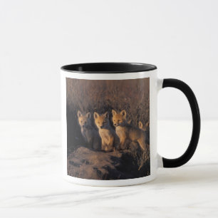 Mug renard roux, Vulpes vulpes, kits