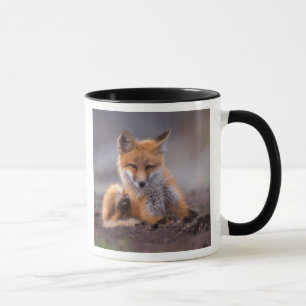 Mug renard roux, Vulpes vulpes, petit se grattant,