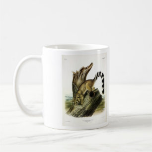 Mug Ringtail (Bassaris à queue annelée, Chat à queue a