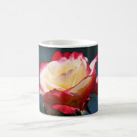 Rose de thé hybride de "double plaisir"