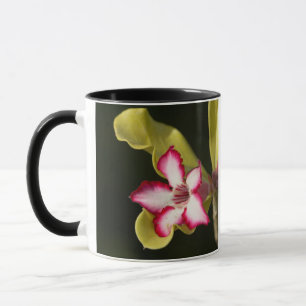 Mug Rose du désert (Adenium Obesum), Afrique du Sud