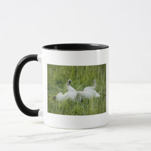 Mug Roulement de lion dans l'herbe grande, Afrique