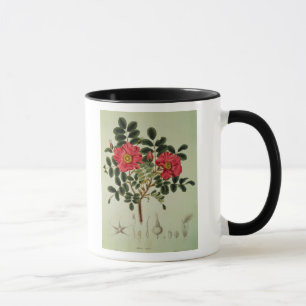 Mug Rugosa de Rosa, de 'Flora Japonica