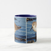 Mug Sanderling errant (Centre)