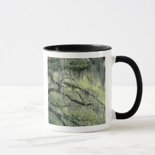 Mug Savannah, Géorgie, arbre de chêne vivant drapé de