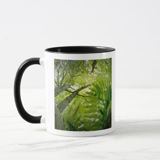 Mug Scène forestière dans le parc national Acadia, Mai (Gauche)