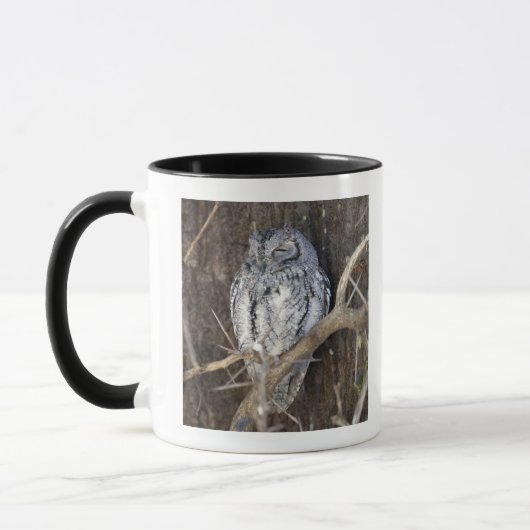 Mug Scops-Hibou africain, parc national de Kruger, sud (Gauche)