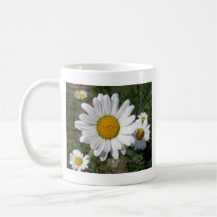 Mug Shasta Daisy (Chrysanthemum maximum)
