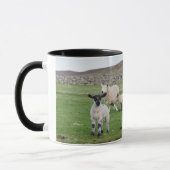 Mug Shetland Sheep (Gauche)