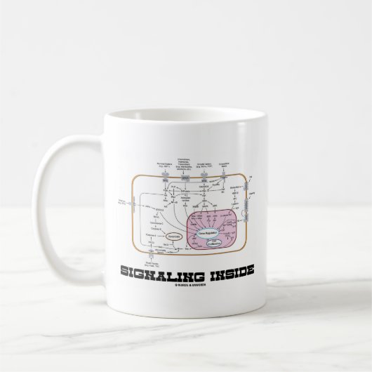 Mug Signalisation à l'intérieur (voies de transduction (Gauche)