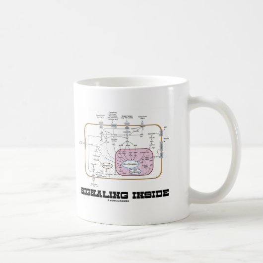 Mug Signalisation à l'intérieur (voies de transduction (Droite)