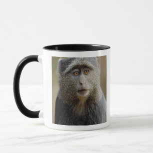 Mug Singe de Sykes ou Cercopithèque à diadème, Cercopi