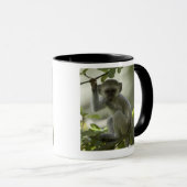 Mug Singe de Vervet, Zimbabwe (Devant droit)