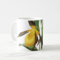 slipper de dame (Cypripedium sp.) par Redouté