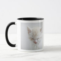 Sommeil blanc de chaton