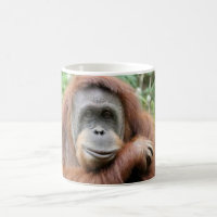Sourire d'orang-outan