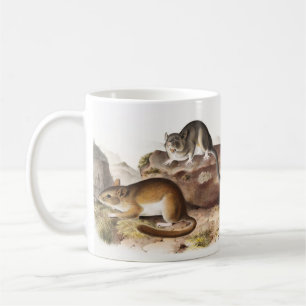 Mug Souris Neotoma des Rocheuses (Neotoma Drummondii)