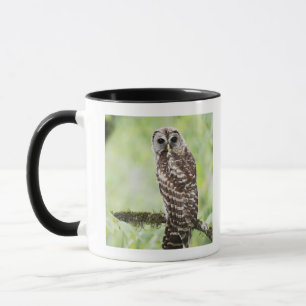 Mug Sous-adulte récemment ayant laissé le nid
