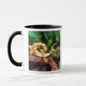 Mug Spectre de Macleay (Phasme épineux), (Gauche)