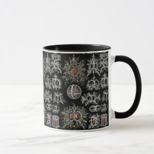 Mug Stephoidea Vintage Ernst Haeckel