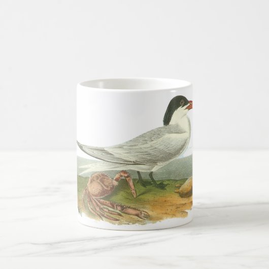 Mug Sterne royale, John Audubon (Centre)