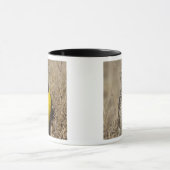 Mug Sturnelle de l'Ouest (Strunella neglecta) (Centre)