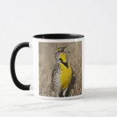 Mug Sturnelle de l'Ouest (Strunella neglecta) (Gauche)