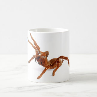 Mug Tarantula. du Roi Baboon