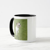 Mug Terrier de Jack Russell sautant, vue élevée (Devant gauche)