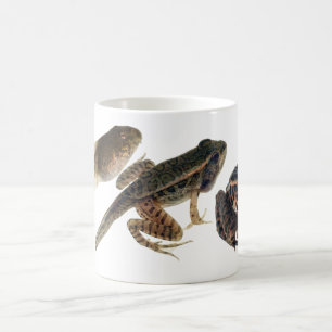 Mug Têtard à la grenouille : Trois étapes de