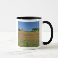 Texas, Texas Hill Country, Castilleja indivisa