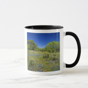 Mug Texas, Texas Hill Country, Low bladderpod,